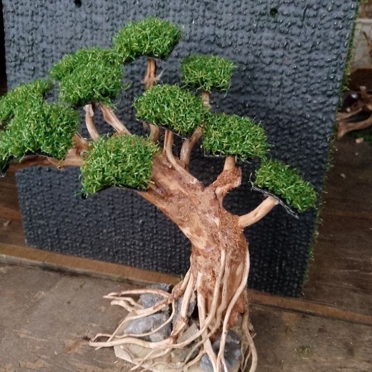 Bonsai Mini Aquascape dengan Moss Peacock Siap Pakai