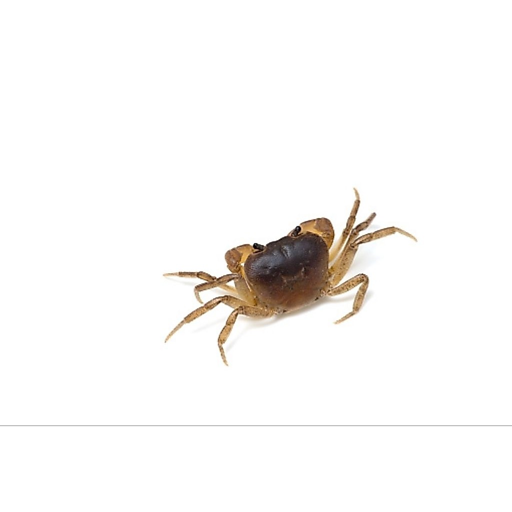 kepiting Yuyu sawah umpan mancing per 10 ekor