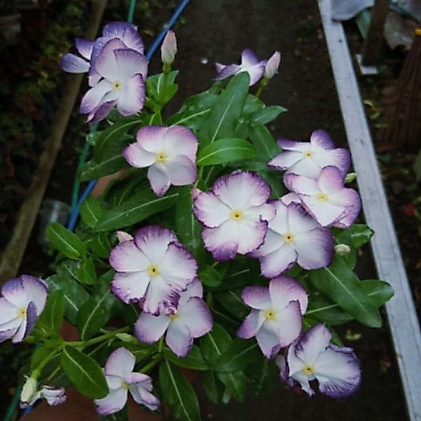 Biji Vinca ningrum white splash