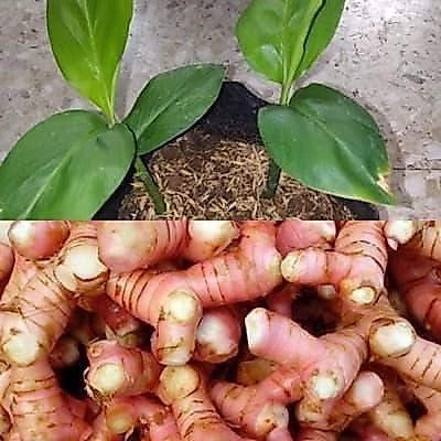 "New" Bibit Tanaman Lengkuas Bibit Lengkuas Bibit Laos Merah