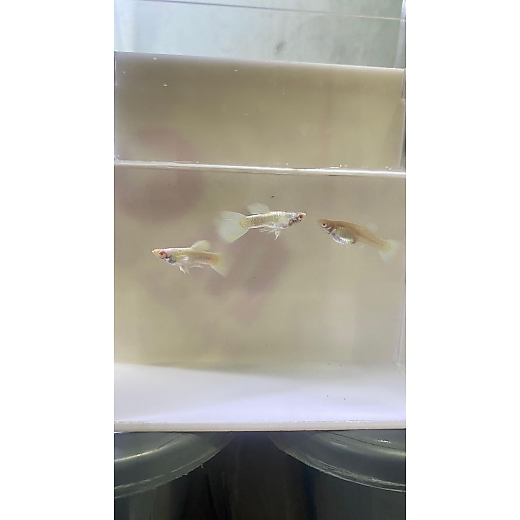 guppy AFP