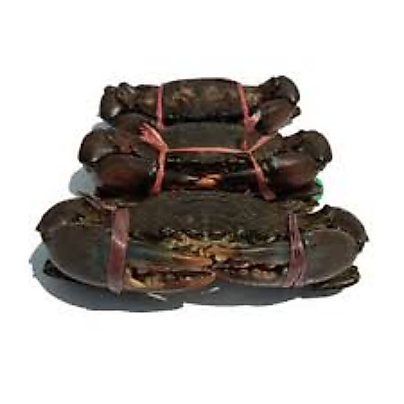 Kepiting 1 KG / Kepiting Telur, Kepiting Gemuk, Kepiting Jantan
