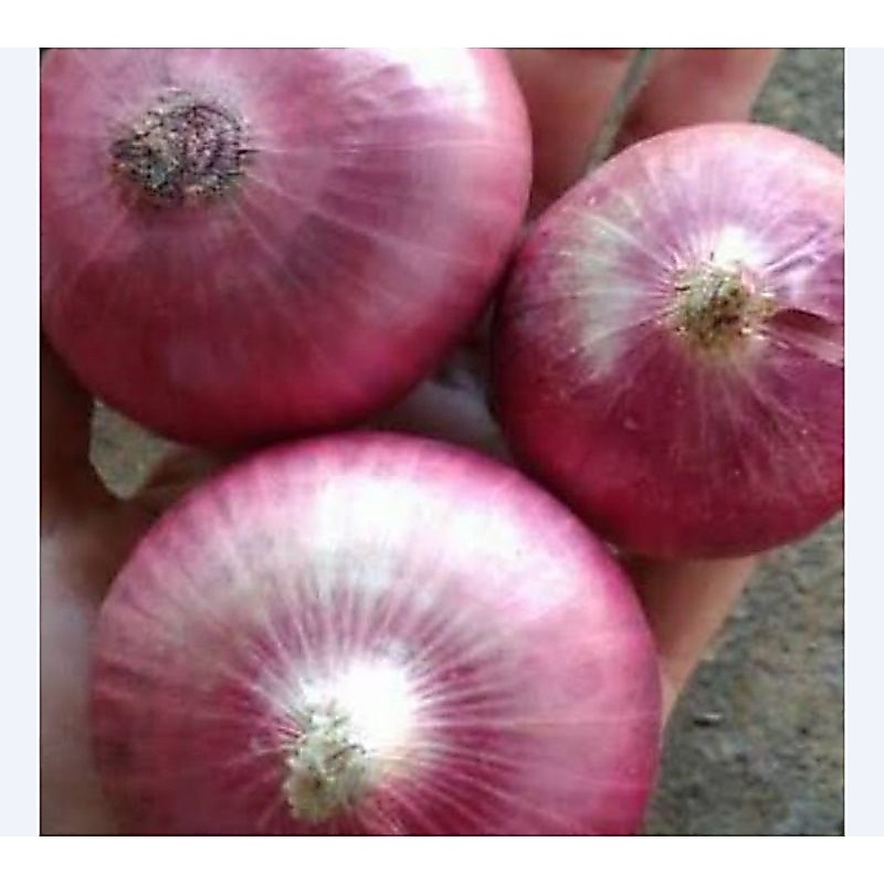 BAWANG PEKING(BAWANG MERAH BESAR)