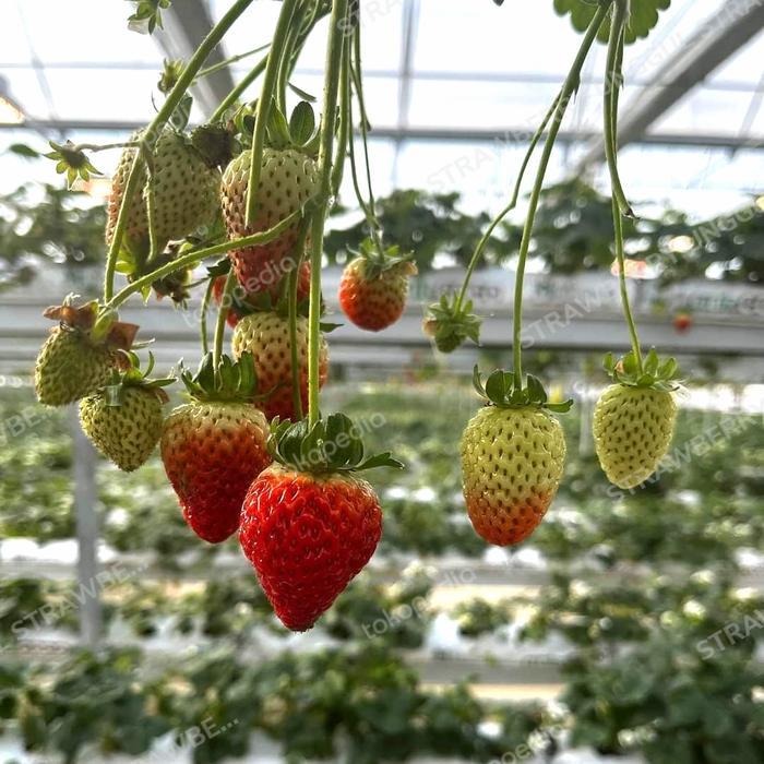 PROMO  bibit strawberry nyoho