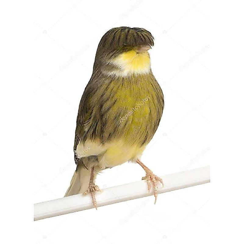 Burung Hias Kenari GLOSTER CORONA JAMBUL Kenari Import Eropa GLOSTER CANARY