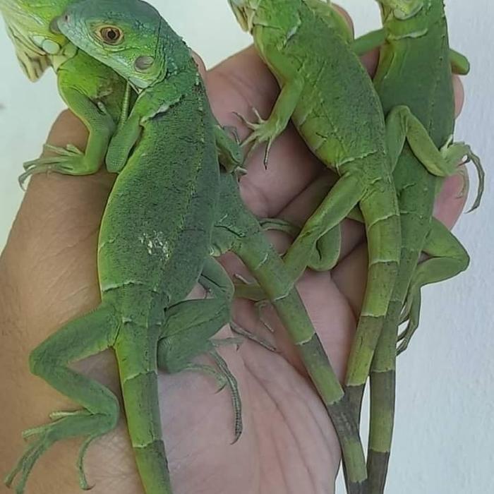 Ready Green Iguana green columb mix juve 50-55 cm