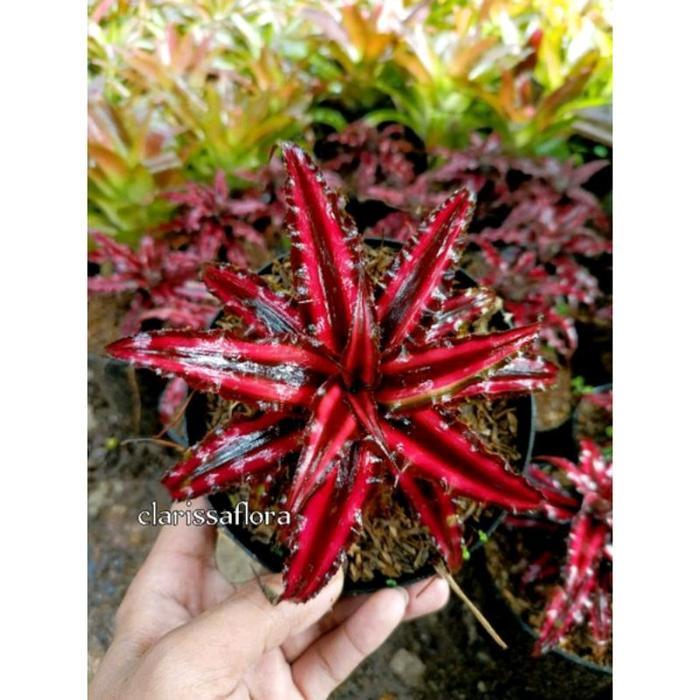 Promo 6.6 Tanaman Hias Sansivera Red Dragon dengan Warna Merah yang Mencolok