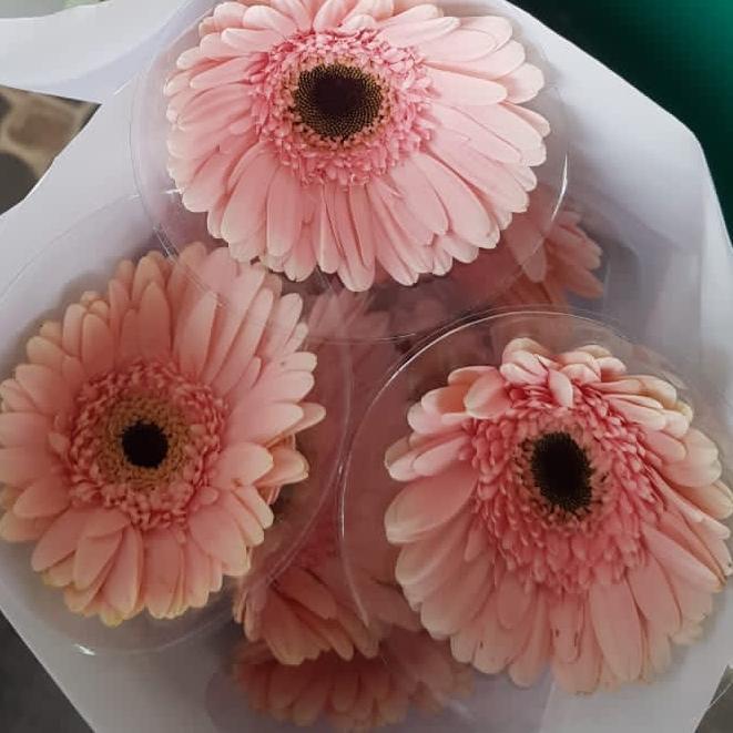 Fresh Cut Gerbera Flower/ Bunga Gerbera Potong Segar isi 10 tangkai - Pink