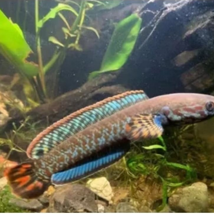 Chana bleheri size 3-6cm ful pakan (2 ekor)