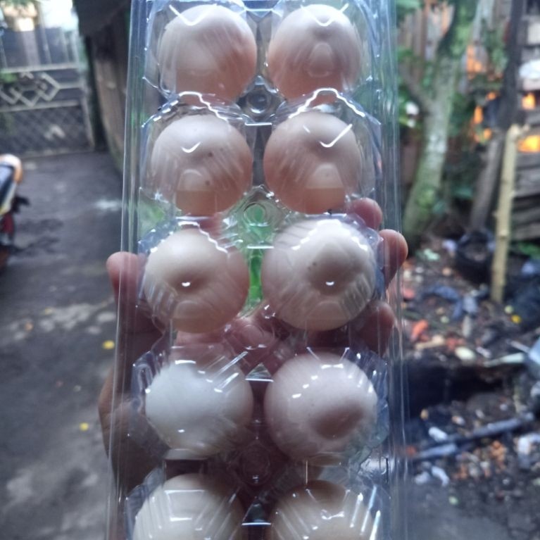 TELUR AYAM KAMPUNG (KUB)