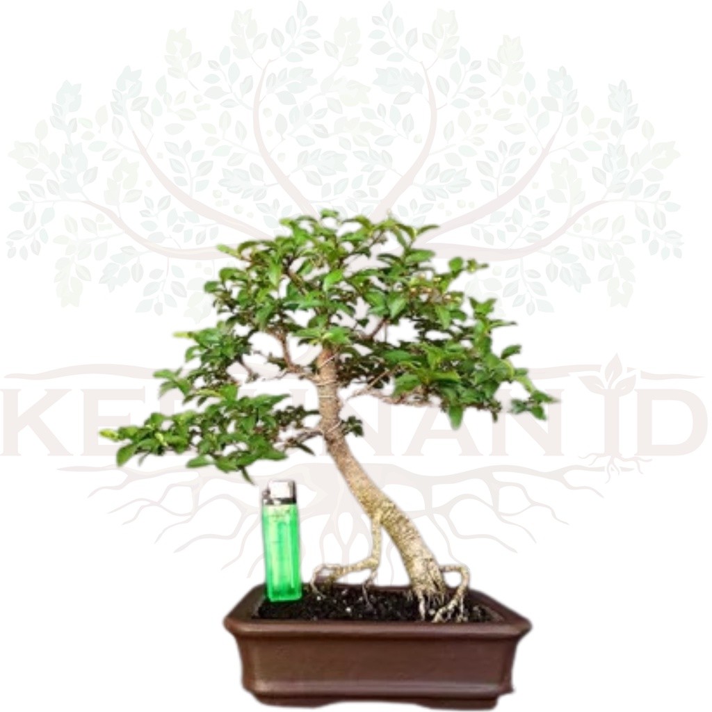 Tanaman Bonsai Hidup Mirten Mikro Sudah Jadi Free Pot  Semen Bonsai Siap Pajang     Berkualitas