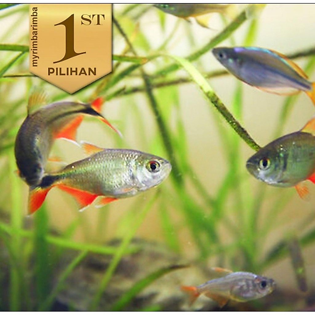 Tetra Buenos Aires Ikan Hias Aquarium Aquascape Hiasan Tanaman Air