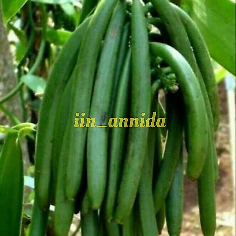 Bibit Tanaman Vanili Planivolia Benih Fanili Jenis Planifolia