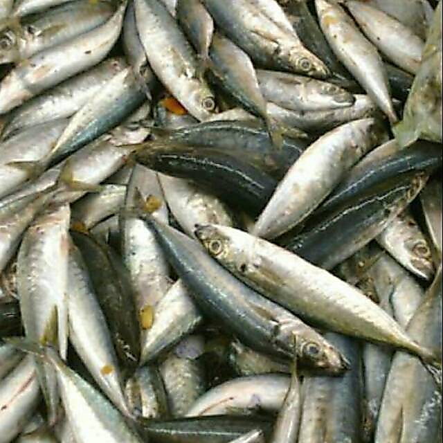 Ikan Sarden Segar