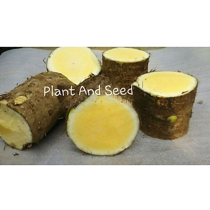 UMBI TALAS BENENG ASLI SUPER JUMBO 1kg