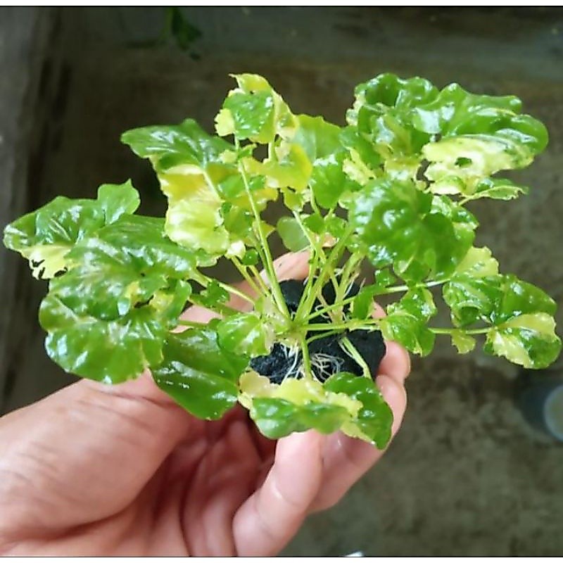 tanaman aquascape cardamine javonica variegta aquaascape low c02
