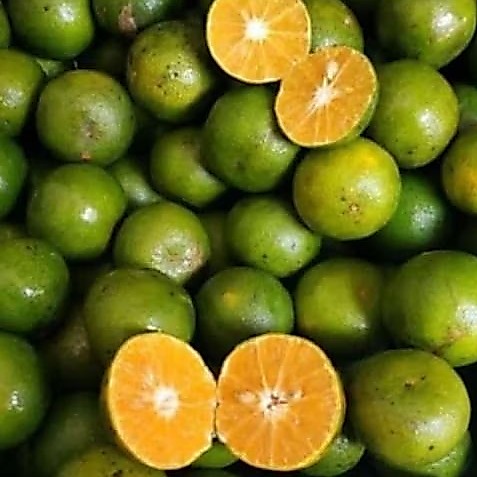 buah jeruk peras pasar online makassar