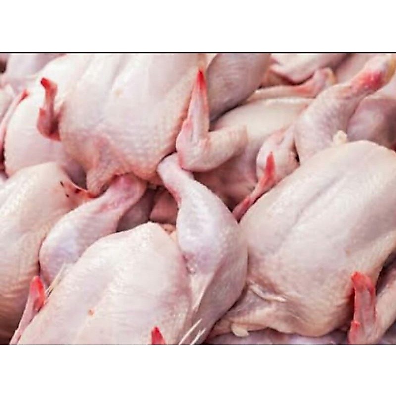 daging ayam broiler utuh dijamin fresh segar