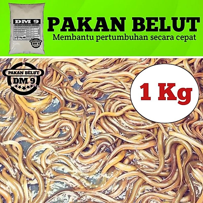 Bibit belut sawah, rawa, sungai  pakan ternak DM 9 ukuran 1 kg media air bersih