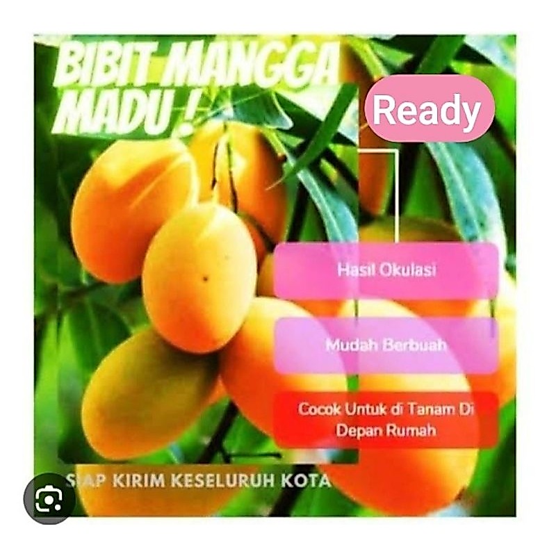 Bibit MANGGA MADU MANALAGI | Beli 2 Bonus 2 Jeruk Kasturi + Pupuk