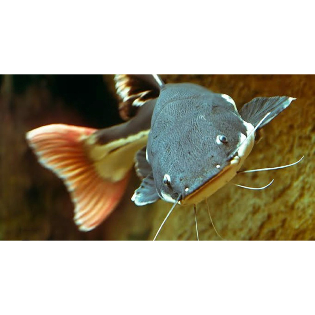 rtc kan amazin koleksi aquarium 10-11cm bergaransi