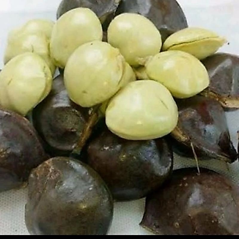 jengkol muda lalap