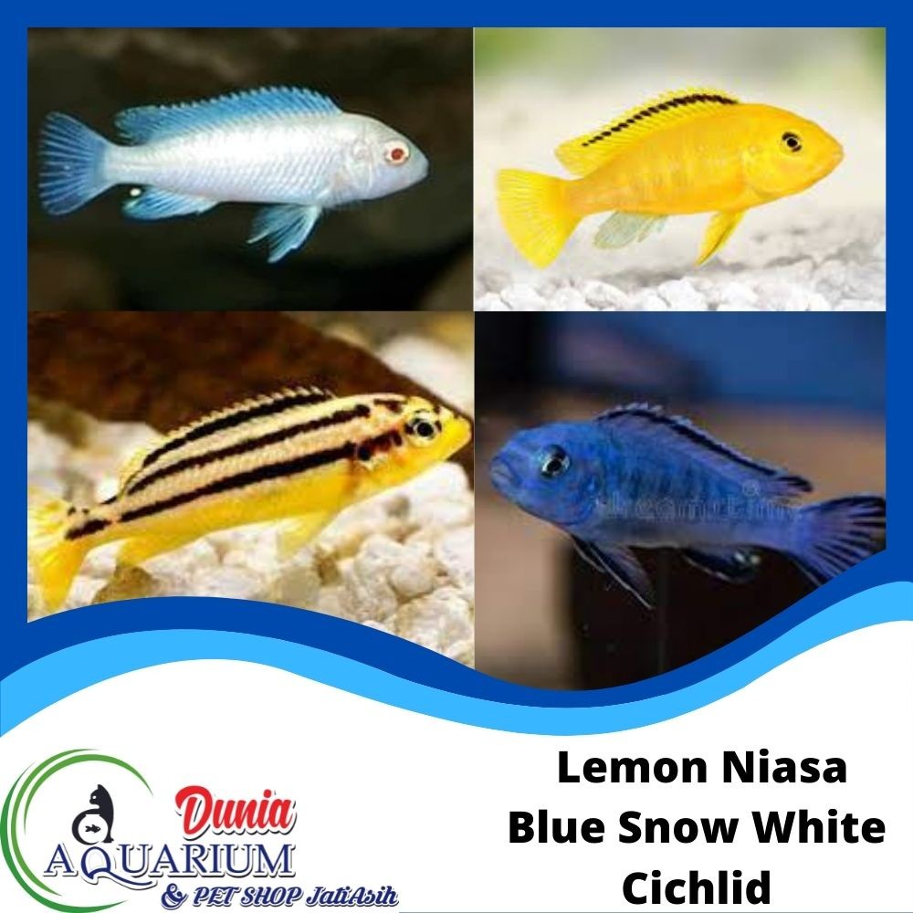 Ikan Hias Lemon Niasa Snow siklid White Blue Cichlid Aquarium