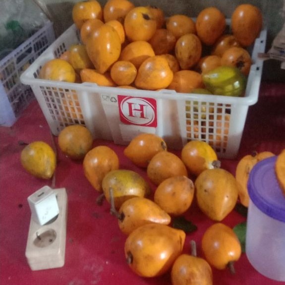 sawo mentega/sawo belanda(alkesa)