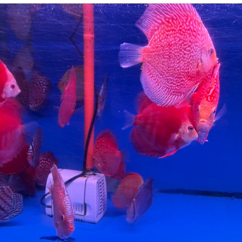 Ready Discus 3 Inch Siap Kirim Free Ongkir