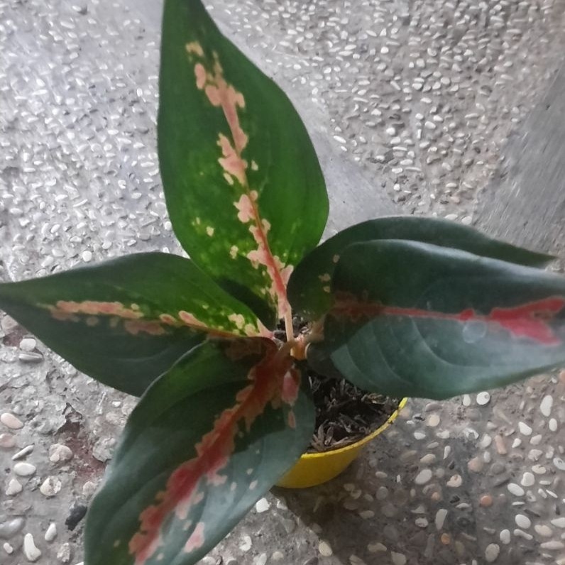 Aglonema Kochin Camelon