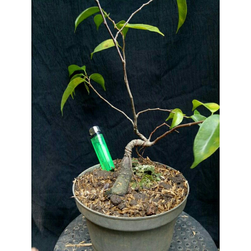 bahan bonsai bringin benjamin ginseng Dari biji     Berkualitas