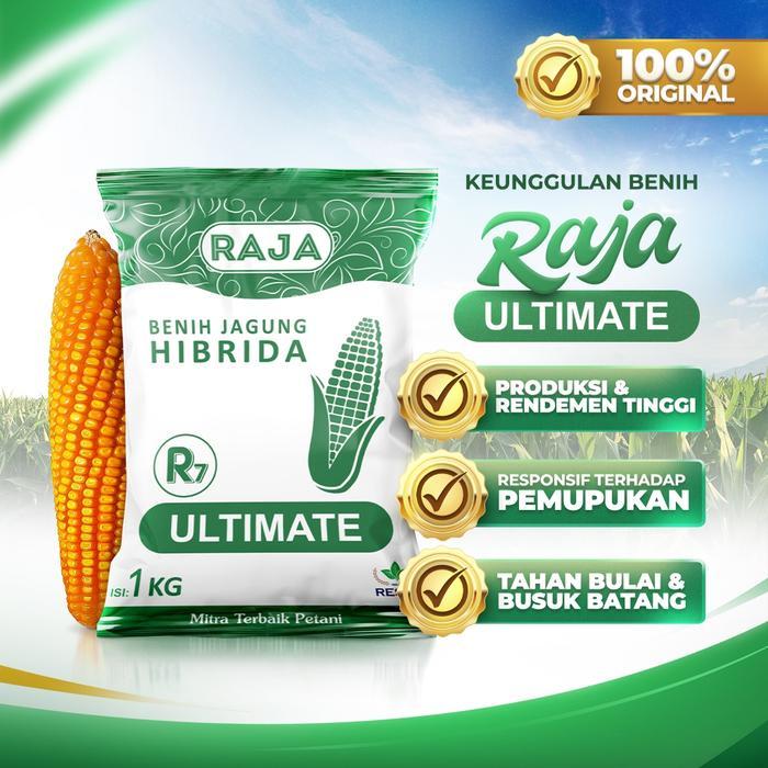 TerbaruRAJA Benih Jagung Hibrida RAJA R7 Ultimate 1kg - Rendemen Tinggi 82% Batang Kokoh Tahan Rebah