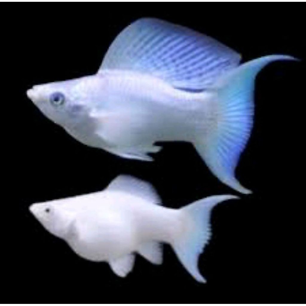 indukan ikan molly platinum super
