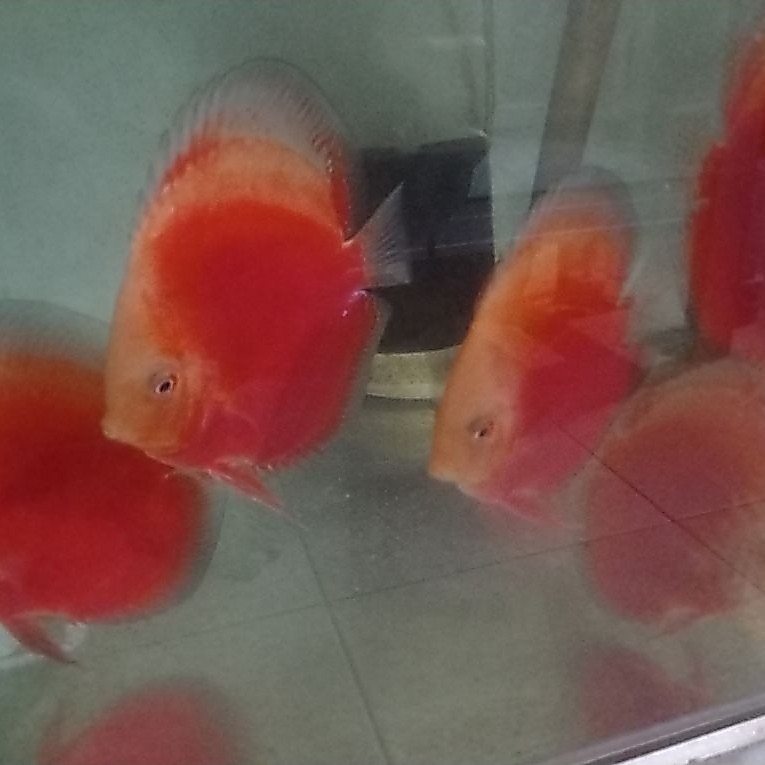ikan discus red Stardust 4 inch
