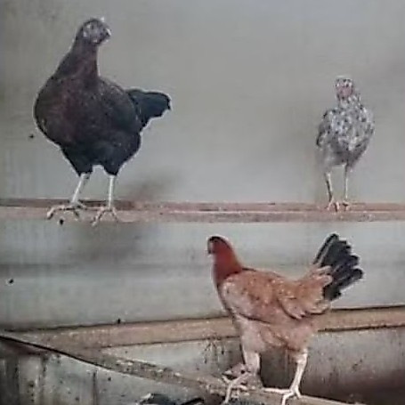 indukan ayam kampung KUB 2 sudah bertelur