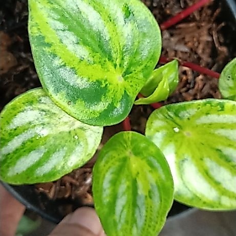 peperomia watermelon variegata / varigata