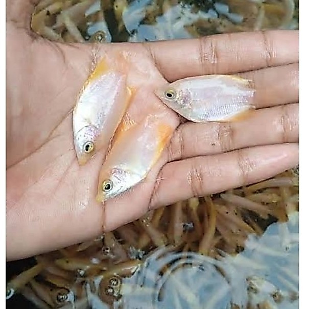 Bibit Gurame Merah / Gurame padang 1,5inch Termurah Garansi kirim instant...