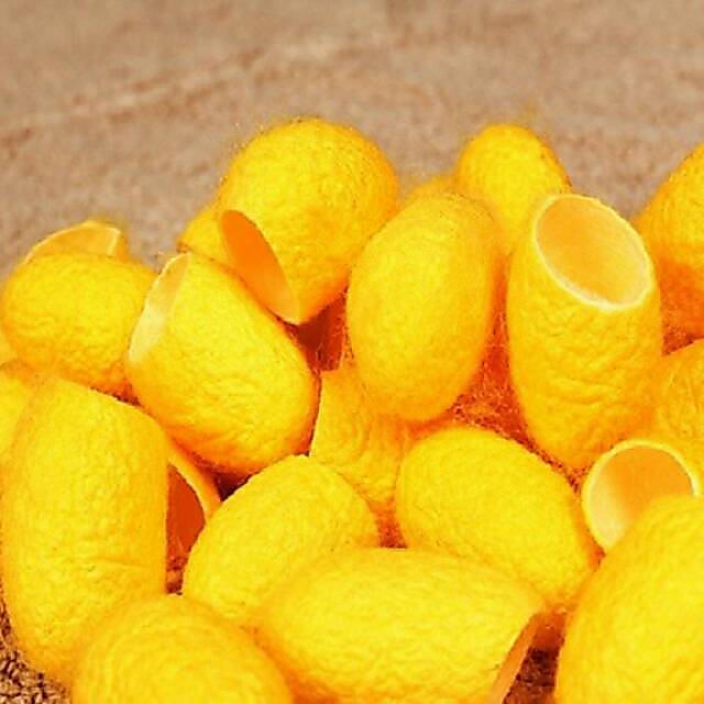 Gold cocoon / Cocoon magic / magic cocoon / kepompong emas / kepompong ulat sutra gold