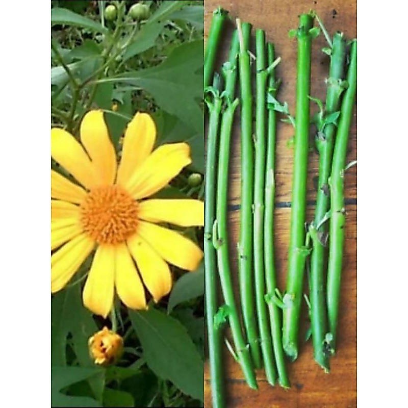 Stek Pohon Insulin, Bibit Pohon Kipahit, Bibit Insulin, Bibit Kipahit, Kipait, Tithonia diversifolia