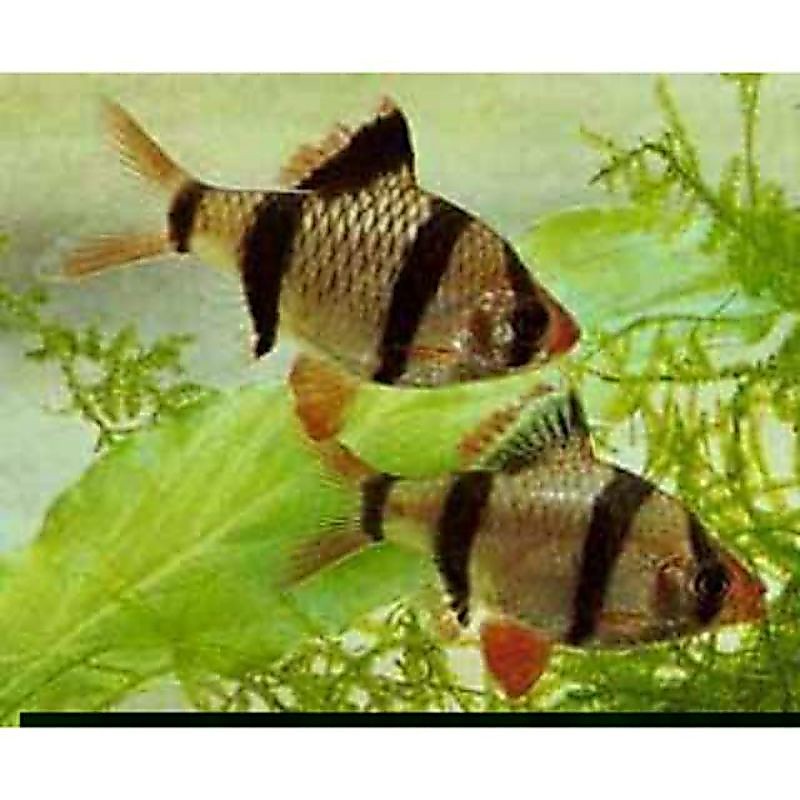 ikan hias sumatra taiger fish/ikan sumatra aquarium