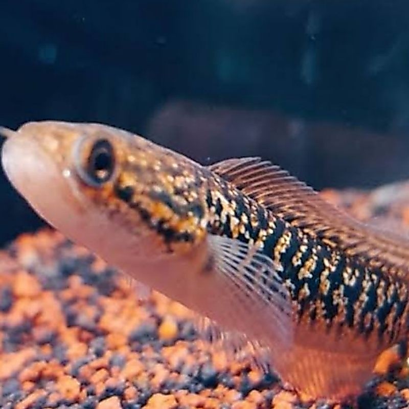 Asiatica Rsp kalimaya