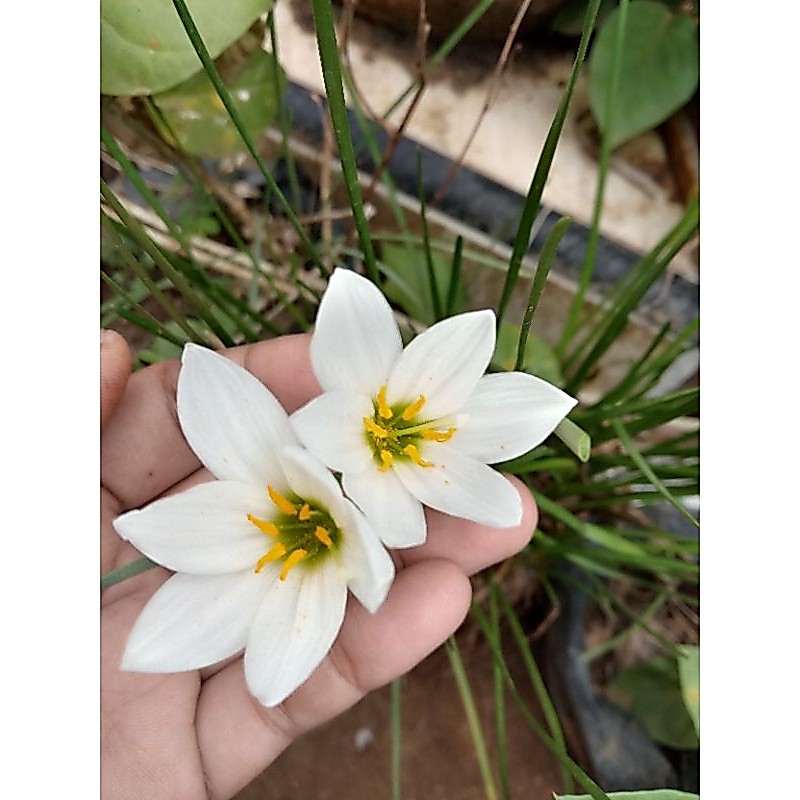 rain lily bunga putih