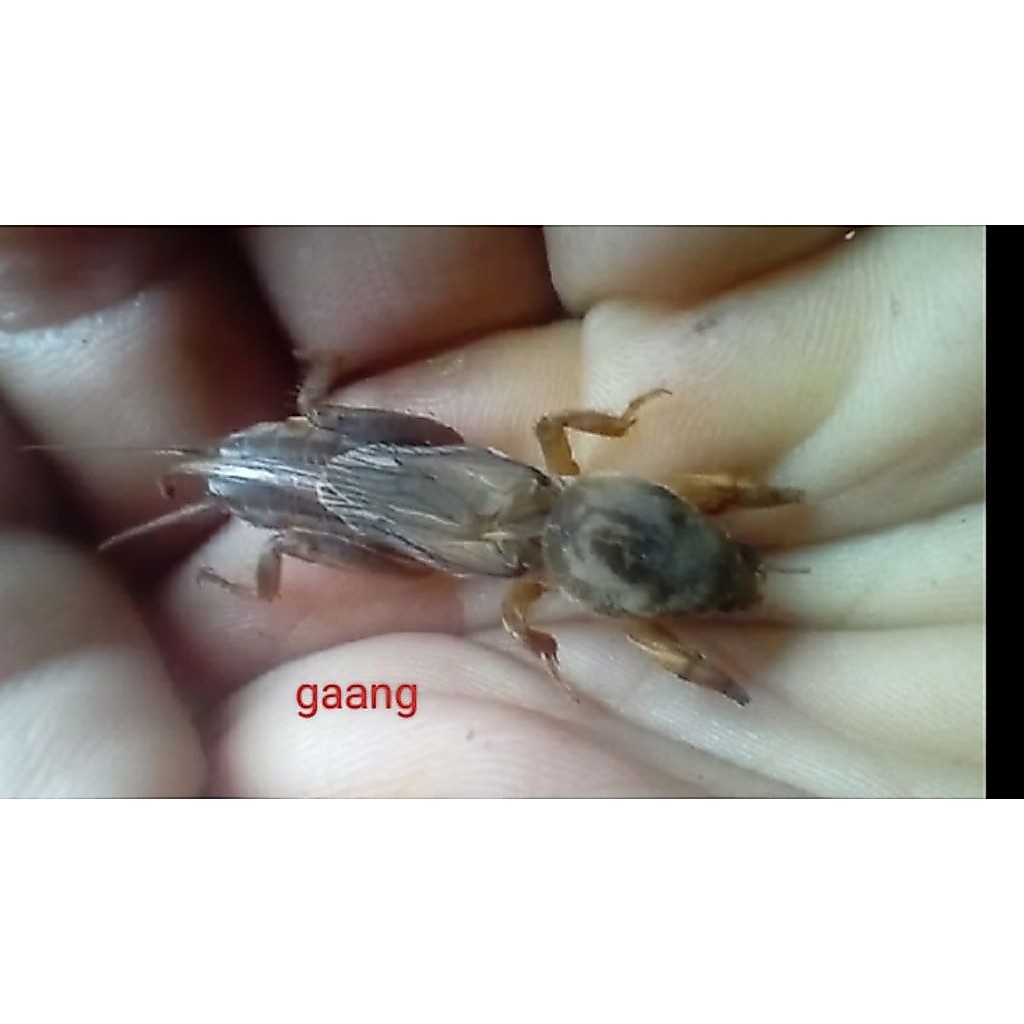 gaang orong orong umpan mancing 20ekor