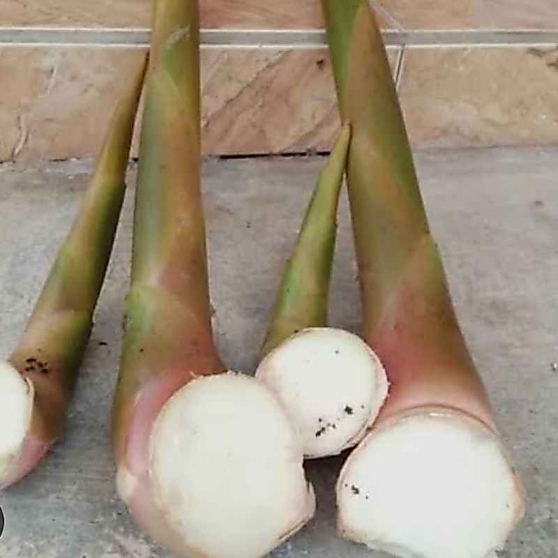 Kecombrang muda honje kecombrang merah 1 kg