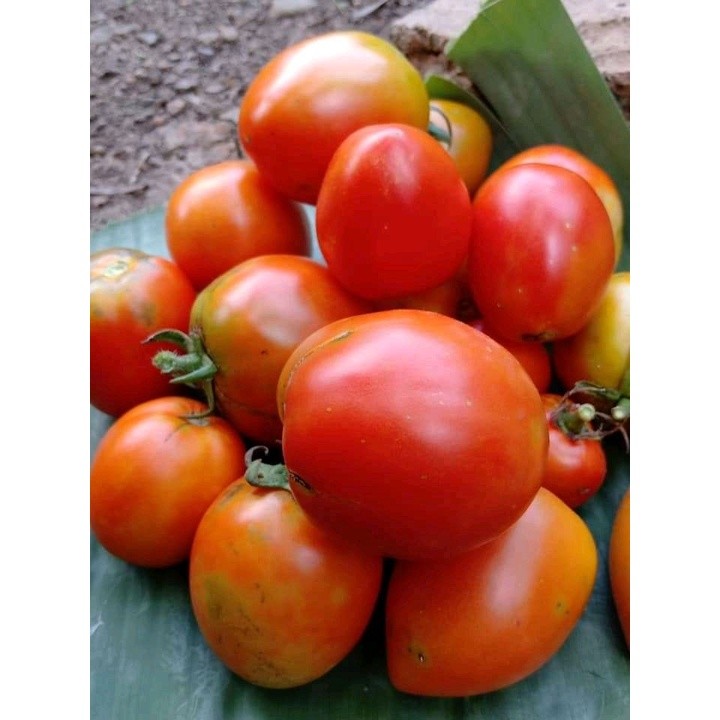 50 BijiTomat Merah Hibrida F1