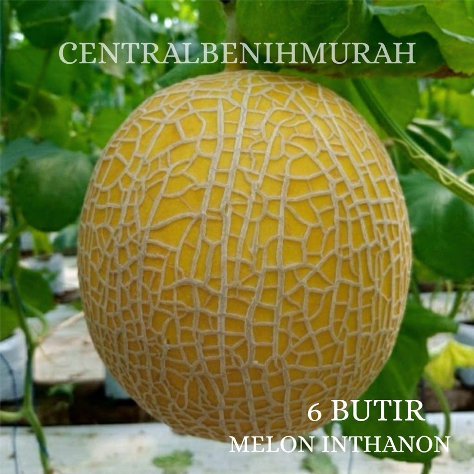 6 BUTIR BENIH TANAMAN MELON INTHANON GOLDEN EMERALD