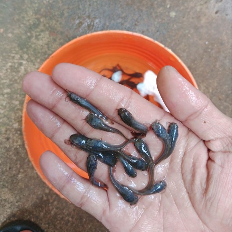Bibit ikan lele ukuran 3-4 cm paket isi 100 ekor