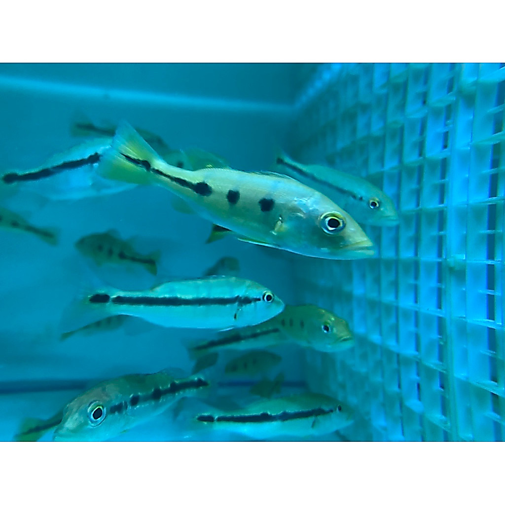 Orinoco 3 spot ukuran10-12 cm.