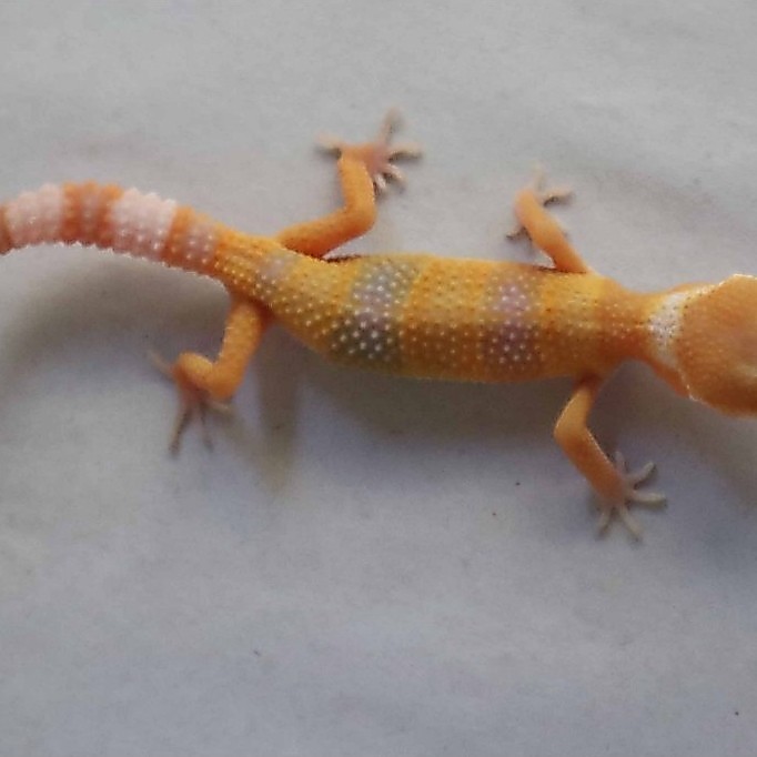 Mainan Leopard Gecko Sunglow Juve (WT24)