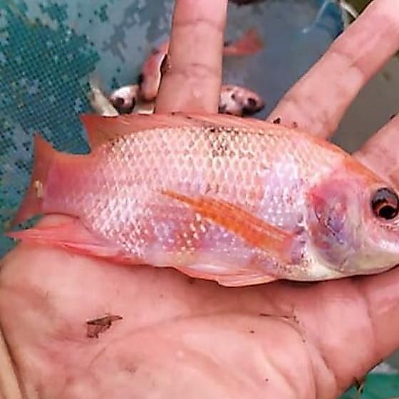paket ikan nila gesit warna ukuran 3jari full isi 50 ekor